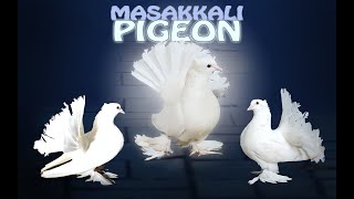 FANCYPIGEONSVIDEOSMASAKKALI PIGEONSFANCY PIGEONS [upl. by Linzy]