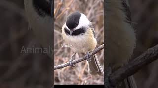 blackcapped chickadee hibernate shorts birds [upl. by Gildas966]