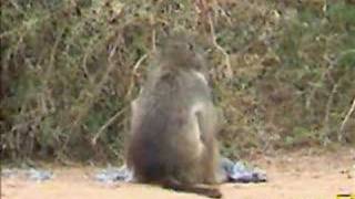 Baboon Eats A Helmeted Guinea Fowl at Petes Pond 11132006 [upl. by Nalced]