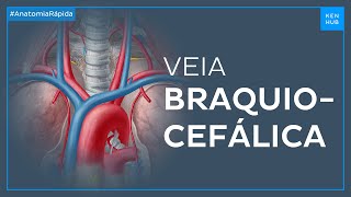 Veia braquiocefálica  Anatomia Fácil  Kenhub [upl. by Isolt]