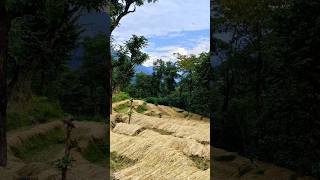 Paddy field time to harvest 🌾❣️shorts shortsfeed [upl. by Nowaj]