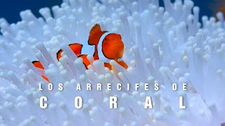 LOS ARRECIFES DE CORAL  El paraíso marino  mini documental tan natural [upl. by Howlan]