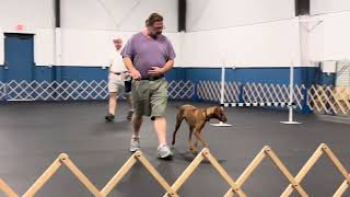 AKC Obedience Utility Oct 27 [upl. by Garwood]