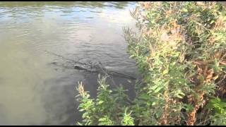 Risby Park Fisheries  Landing of the Sturgeon [upl. by Noyart589]