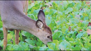 NEW Brassica Food Plot [upl. by Fatima]