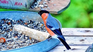 Eurasian bullfinches 🌺🍃🦜🦜🩵 [upl. by Noraa]