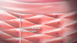 Smooth Muscle Function [upl. by Baggs]