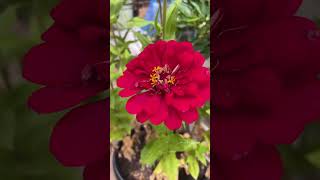 Moulin Rouge Zinnias zinnias [upl. by Delacourt]