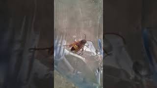 Calabrone nella bottiglia bee funny viralvideo shorts [upl. by Llirrehs]