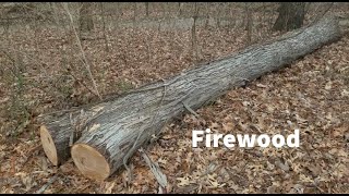 Hickory Firewood Log Cut and Split 🔥🪚🪓 [upl. by Aitnis]