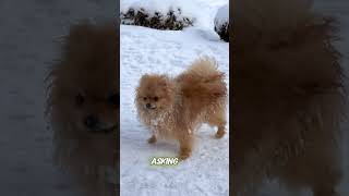 This Is What Makes Dogs Such Loyal Companions dog subscribe doglover shorts [upl. by Cromwell43]