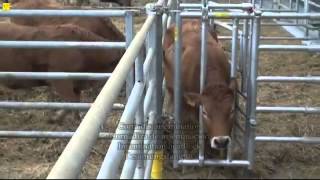 Algerian Bovines Distribution barrières cornadis [upl. by Pascha]