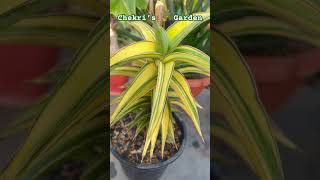 Sansevieria Blue Leaf Variegated from My 🌵 Collection [upl. by Cattima]