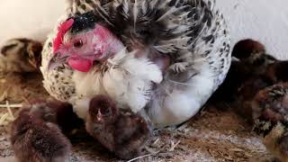 Incubating Fayoumi chicken chicks in the middle of a barrel [upl. by Barnard]