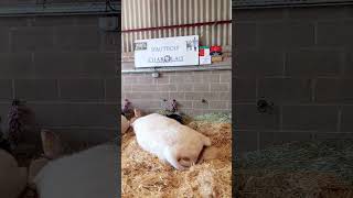 BRITISH CHAROLAIS COWS AT THE ROYAL NORFOLK SHOW 2024 shorts cows farm theroyalnorfolkshow beef [upl. by Vere90]