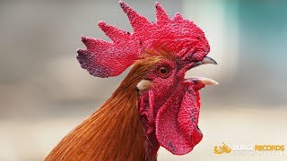 Rooster Sound Effect  Royalty Free Sound Effects [upl. by Karlise]