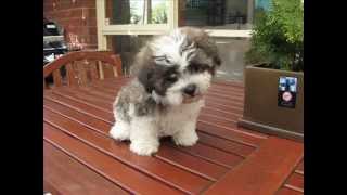 Maltese Shih Tzu A VERY CUTE PUP [upl. by Modeerf]