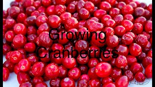 Growing Cranberries from Seeds [upl. by Odraner]