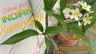 All about plumeria alba  Update on the propogation [upl. by Selby]