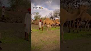 Animal doctors camel animals goatfarm animaldoctor pets [upl. by Alyal]