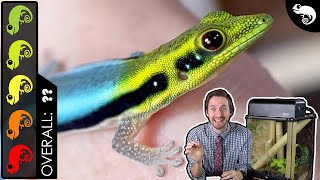 Neon Day Gecko The Best Pet Lizard [upl. by Kev]