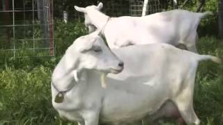 Prize Winning Dairy Goat Breeds at Redwood Hill Farm [upl. by Mastrianni]