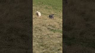 rabbiting ferreting hunting lurcher sukithesaluki rabbitexpress workinglurcher [upl. by Collis654]