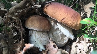 Boletus Edulis amp Boletus Reticulatus amp Boletus Pinicola [upl. by Inger]