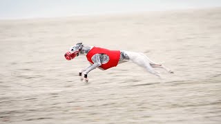 Vlogs4Dogs  Europees Kampioenschap Coursing 2021 in Nederland [upl. by Ross]