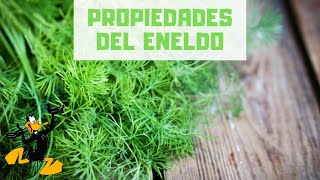 10 Propiedades del Eneldo 🤤 ¡BENEFICIOS [upl. by Akemehc]