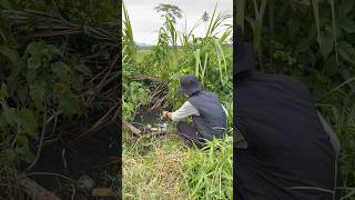 DILUAR NAILA Mancing di selokan kecil strike ikan langka jungle peerch😱 baramundi [upl. by Seana]