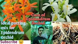 Ideal potting mix for Epidendrum Orchid।।Care of Epidendrum।।Sandip Orchid।। [upl. by Balac701]