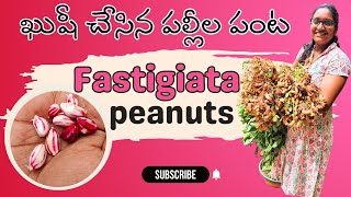 Fastigiata Pin Striped Peanuts  ఖుషీ చేసిన పల్లీల పంట  Jumbo peanut harvesting [upl. by Soracco46]