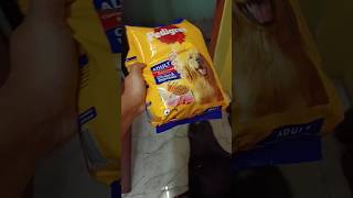 pedigreedog food kaise de dogfood pedigree trending labrador dog viral [upl. by Nylloh184]