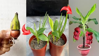 UNIQUE BANANA PROPAGATION TECHNIQUE stimulates strong plant growth thanks to super fast method [upl. by Cleve]