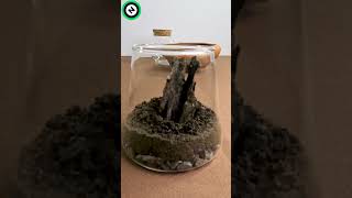 Making Terrarium Ecosystem  terrarium plants hardscape [upl. by Arral513]