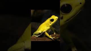 Golden poison frog  Description and Facts [upl. by Ramak]