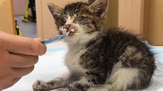 Stray kitten cannot see Struggles to Survive a kind girl decided to save it [upl. by Nayrbo878]