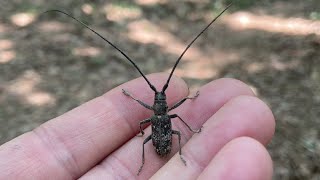 A Cool Longhorn Beetle [upl. by Sadnalor]