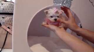 Teacup Puppies Store Tiny Teacup Maltese For Sale Puppy Boutique 2016 WE SHIP [upl. by Marozas]