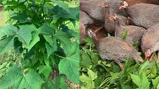 Chaya Cnidoscolus aconitifolius for guinea fowl [upl. by Annoyek]