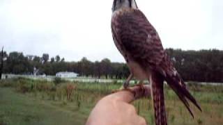 American kestrel release [upl. by Donald]