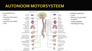 autonome zenuwstelsel [upl. by Stephania]