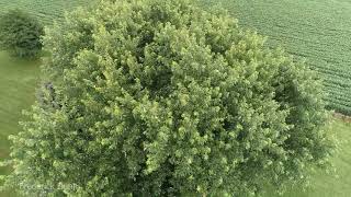 Silver Maple Tree 19 years of growth I planted this Silver Maple Tree an Arborday Free Tree [upl. by Leoni]