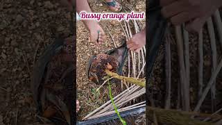 Plantation 12 in our land nature plantation song tamil tamilsong music gardeningtips garden [upl. by Lindsley]