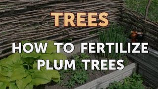 How to Fertilize Plum Trees [upl. by Gilliam]