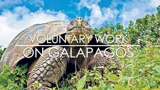 Voluntary work abroad on Galapagos Island [upl. by Sayres]