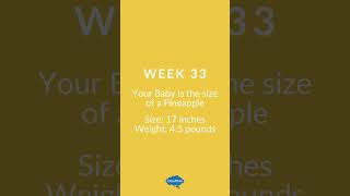 Babys Size and Length 33 Weeks Pregnant [upl. by Akinimod]