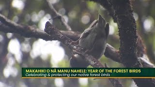 Makahiki O Nā Manu Nahele Year of the Forest Birds Part 1 [upl. by Adieno]