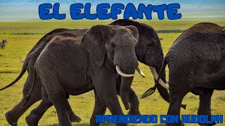 El Elefante  Video explicando a este gigantón con orejas grandes y larga trompa llamado Elefante [upl. by Adian]